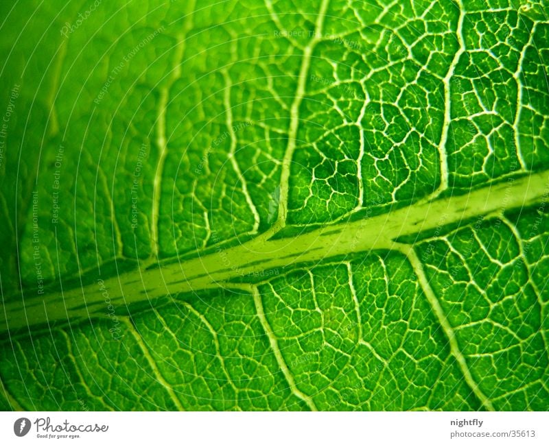grüne adern Farbfoto Detailaufnahme Makroaufnahme Muster Natur Pflanze Baum Blatt frisch natürlich Sauberkeit Ordnungsliebe Reinheit Zufriedenheit Design