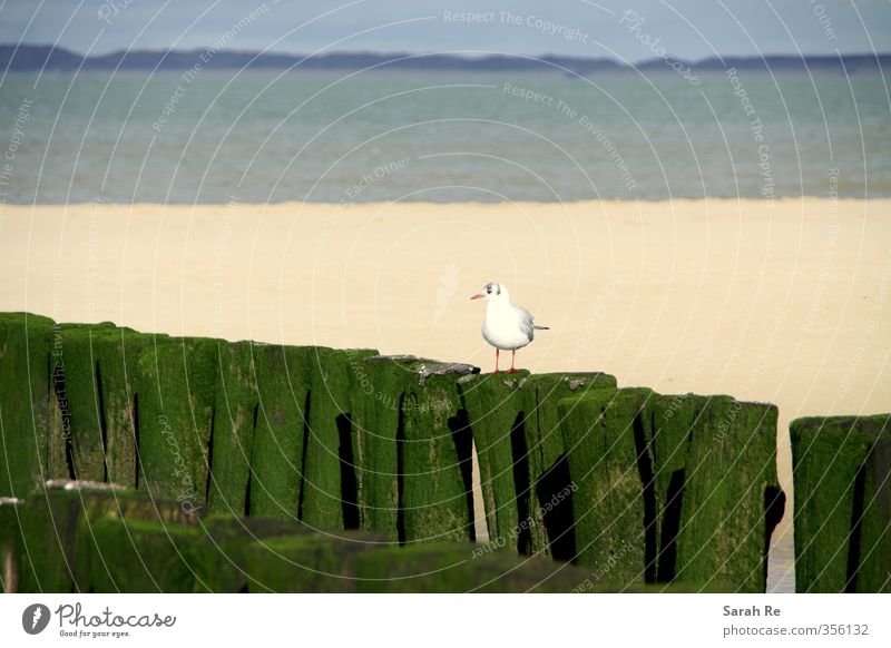 Möwe am Strand Meer Natur Landschaft Nordsee Vogel 1 Tier Wachsamkeit ruhig Einsamkeit Freiheit stagnierend Farbfoto Außenaufnahme Kontrast Tierporträt