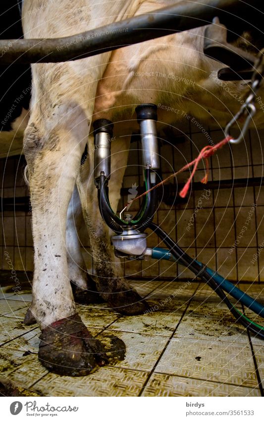 Melken einer Kuh an einer Melkanlage in einem Melkstand melken Euter Melksystem Ackerbau Milchwirtschaft Kälte Milchkuh Milchpreise authentisch Arbeitsplatz