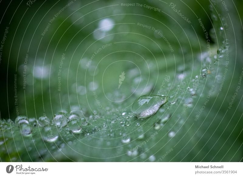 Regentropfen auf einem grünen Blatt regentröpfchen Außenaufnahme Natur Tropfen Pflanze nass Wasser frisch Frühling Makroaufnahme