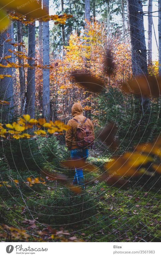 Ein Mann geht durch einen herbstlichen Wald Herbst Spaziergang Laub Laubfärbung Natur Herbstlaub Jahreszeit Ausflug gelb Rucksack von hinten Rückansicht Bäume
