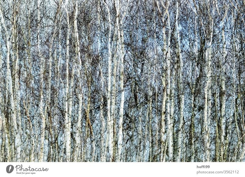 das Rauschen der Birken Birkenwald Birkenblätter Baum Natur Pflanze Wald abstrakt Frühling Frühjahr Landschaft Umwelt grün Sommer