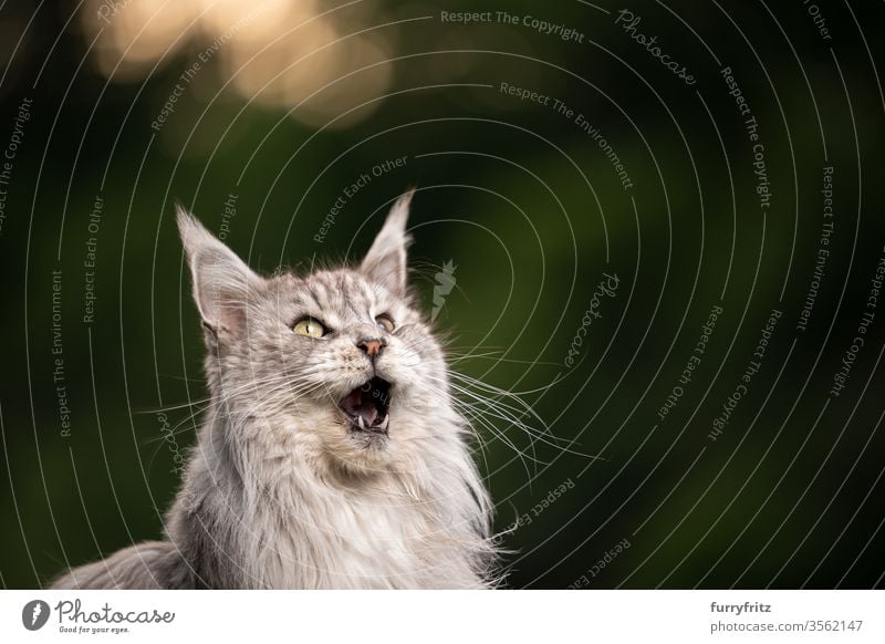 10 Jahre alte Maine Coon Katze mit offenem Maul miaut und schaut nach oben maine coon katze Langhaarige Katze Rassekatze Haustiere Fell fluffig katzenhaft schön