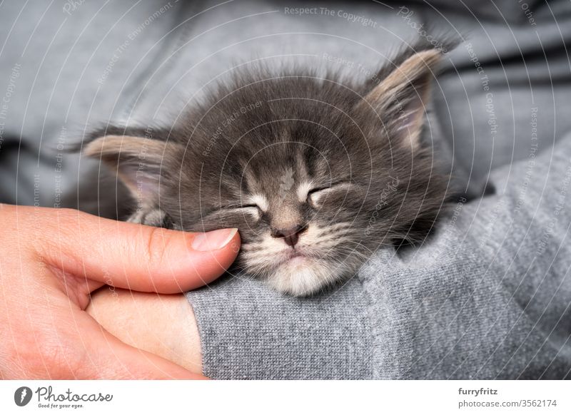 junges Maine Coon Kätzchen schläft in den Armen des Tierbesitzers Katze maine coon katze Langhaarige Katze Rassekatze Haustiere niedlich bezaubernd winzig
