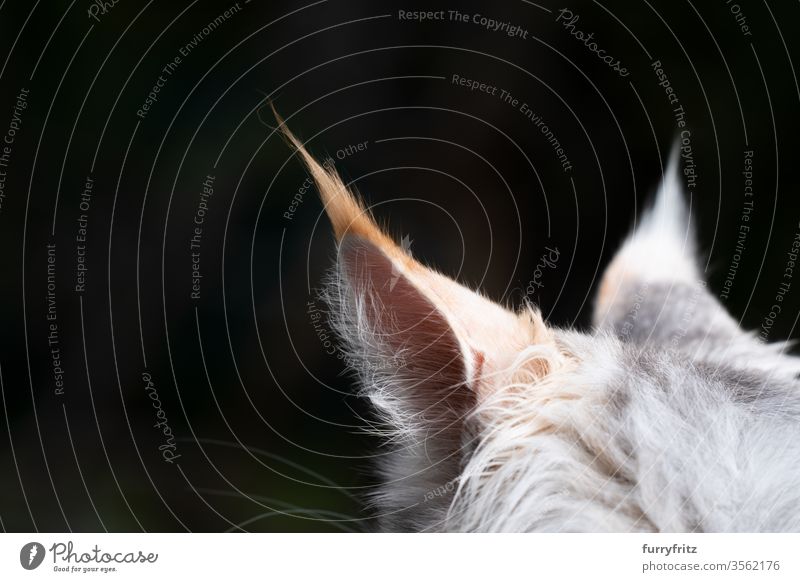 Nahaufnahme der Ohren einer Maine Coon Katze mit langen Haaren maine coon katze Langhaarige Katze Rassekatze Haustiere Fell fluffig katzenhaft schön weiß