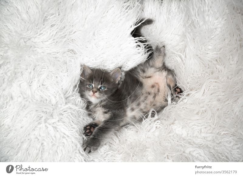 Süßes Maine Coon Kätzchen, das sich auf weißem Fell entspannt Katze maine coon katze Langhaarige Katze Rassekatze Haustiere niedlich bezaubernd winzig
