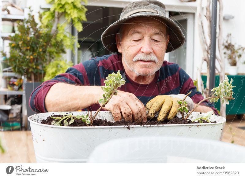 Älterer Mann arbeitet mit Pflanzen im Garten Senior Haus Rentnerin Topf Hof Hobby wachsen männlich lässig älter kultivieren Lifestyle Landschaft rustikal Pflege