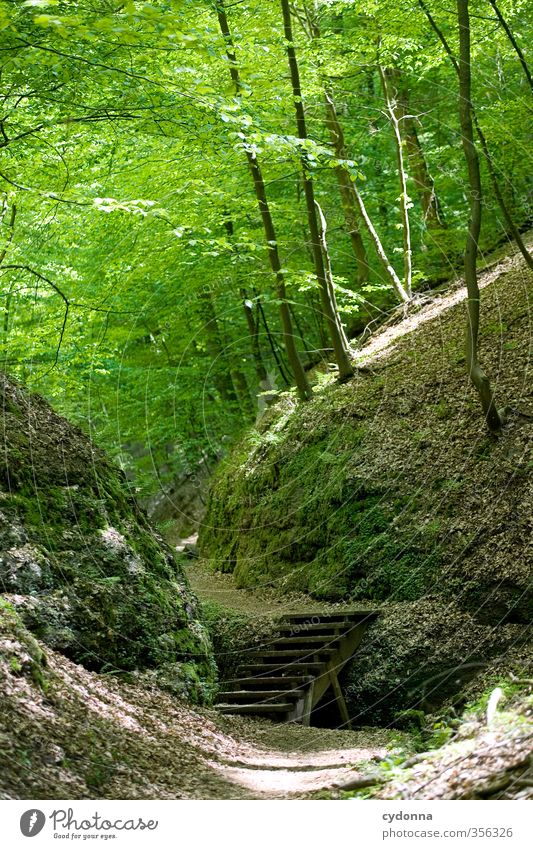 Treppe im Wald Gesundheit Leben harmonisch Erholung ruhig Ausflug Abenteuer wandern Umwelt Natur Landschaft Frühling Sommer Felsen einzigartig entdecken