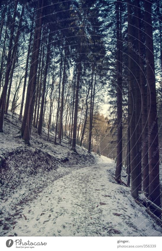 Der letzte Winter - Rückblick Umwelt Natur Landschaft Himmel Wetter Schönes Wetter Eis Frost Schnee Pflanze Baum Wald Wandel & Veränderung Nadelbaum Tanne