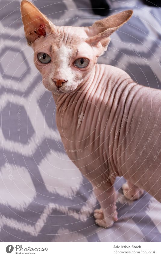Sphynx-Katze im Lichtstudio sphynx Reinrassig Haustier wach angriffslustig heimisch Tier haarlos züchten katzenhaft Säugetier ernst Hautfalten Maul achtsam grau