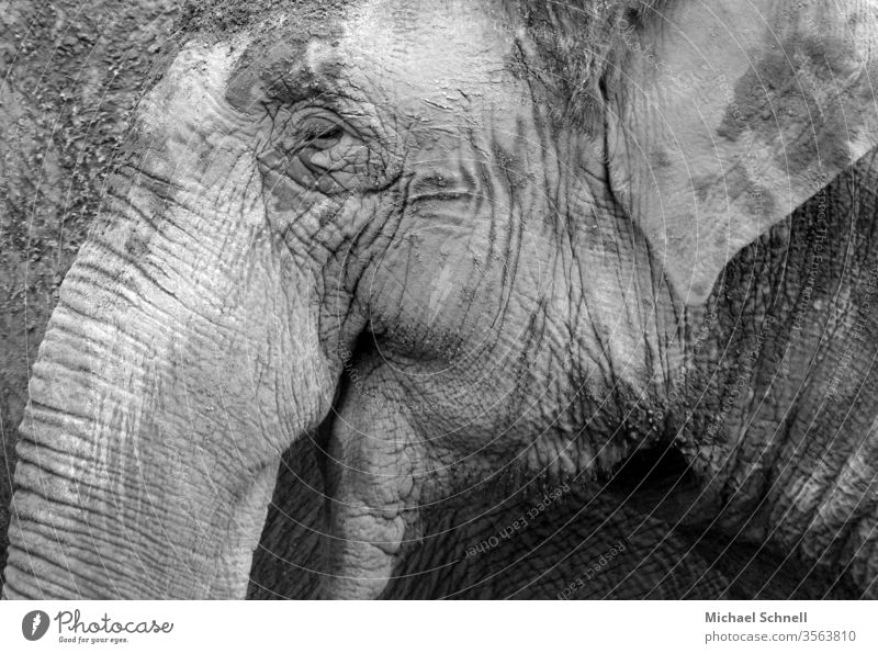Kopf eines kleinen Elefanten vor einem großen Elefanten Elefantenbaby Tier Außenaufnahme Menschenleer Rüssel lachen