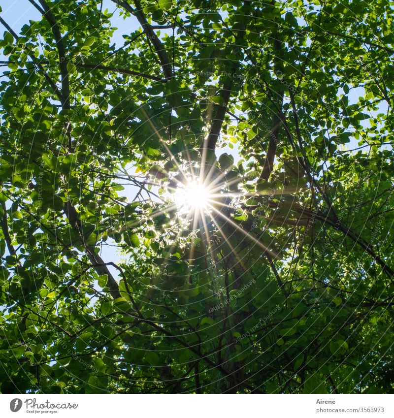 Sonnenstrahlen im Wald Sonnenlicht hell grün Strahlen Stern Bäume strahlend leuchten Natur Stimmung Hoffnung Laub zentral sternenförmig Blätterwald
