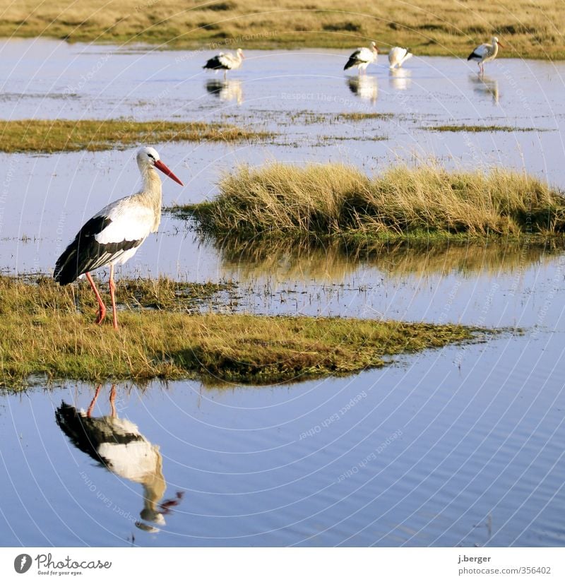 schreitvögel Tier Wildtier Vogel Tiergruppe Schwarm Tierfamilie blau grün weiß Storche Wattenmeer Feuchtwiese Nordsee Küste Meer Reflexion & Spiegelung