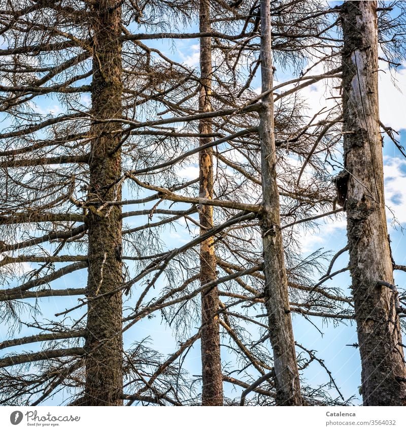 Vertrocknete Nadelbäume Pflanze Baum Tanne Fichte Kiefer vertrocknet abgestorben Wald Natur Tod Klimawndel Umwelt Borke Holz Ast Zweig Himmel Wolken