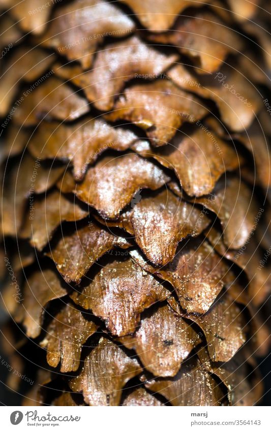 Schuppen eines Fichtenzapfens Zapfen Lichteinfall braun Natur Muster Morgen Kontrast abstrakt natürliche Farbe Detailaufnahme Strukturen & Formen