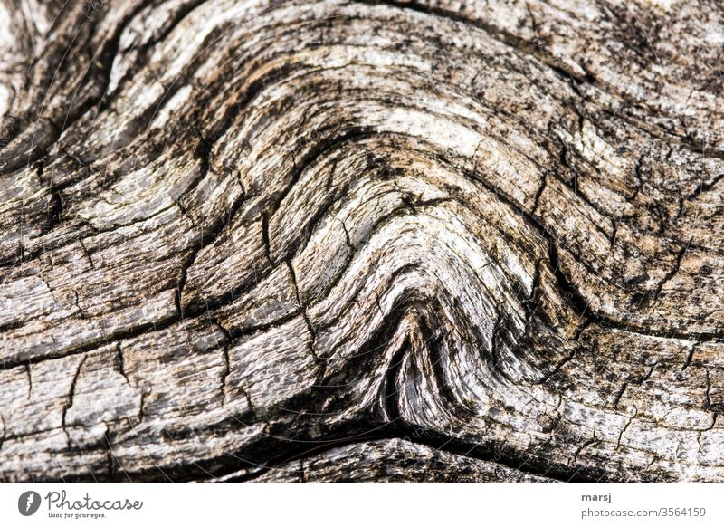Holz mit Vergangenheit und Wellengang Maserung Schleife außergewöhnlich authentisch drehen natürlich braun Kraft Holzmaserung Patina Farbfoto ausschnitt
