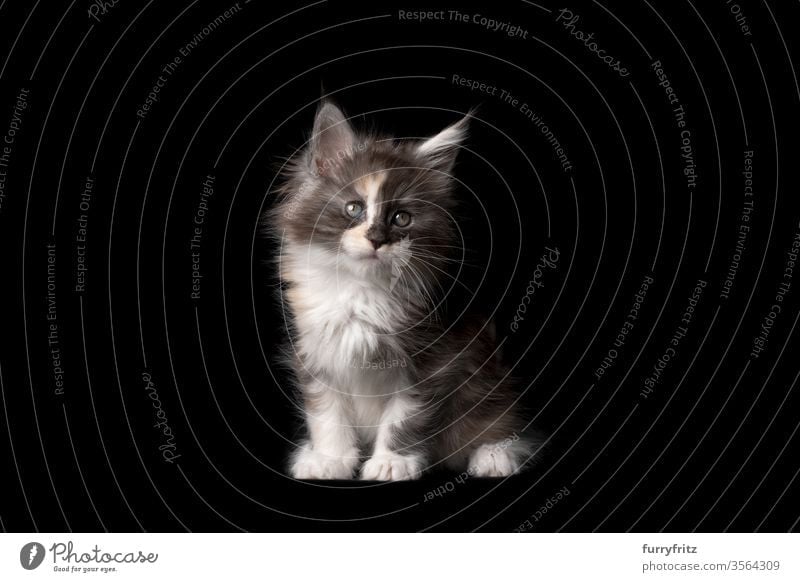 Studioporträt eines 8 Wochen alten Maine Coon Kitten Katze Haustiere Rassekatze maine coon katze Ohrbüschel lang Quaste schön bezaubernd niedlich fluffig Fell