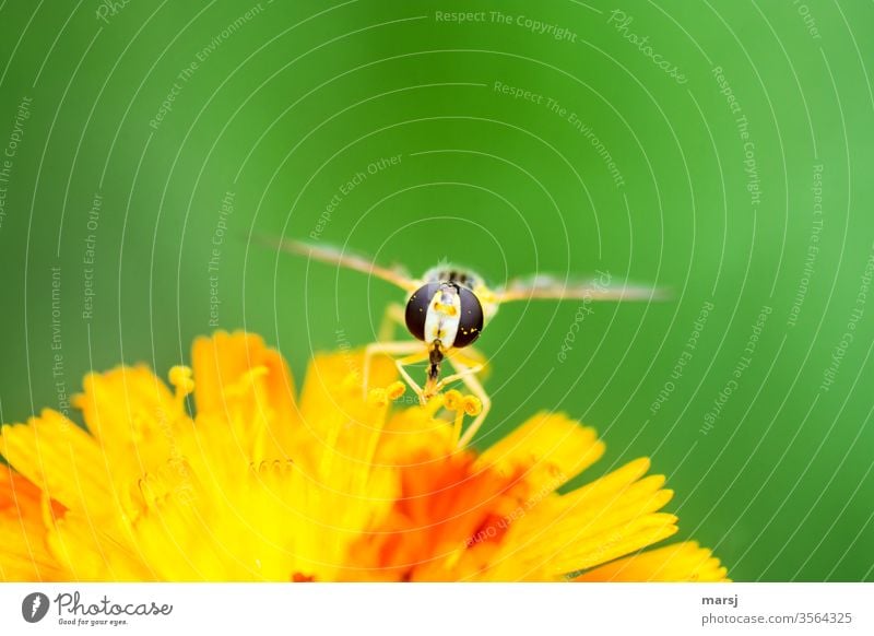 Schwebfliege auf gelb-oranger Blüte beim Essen Insekt Nahrungsquelle Facettenaugen Tierportrait 1 Neutraler Hintergrund grün geringe Tiefenschärfe Farbfoto