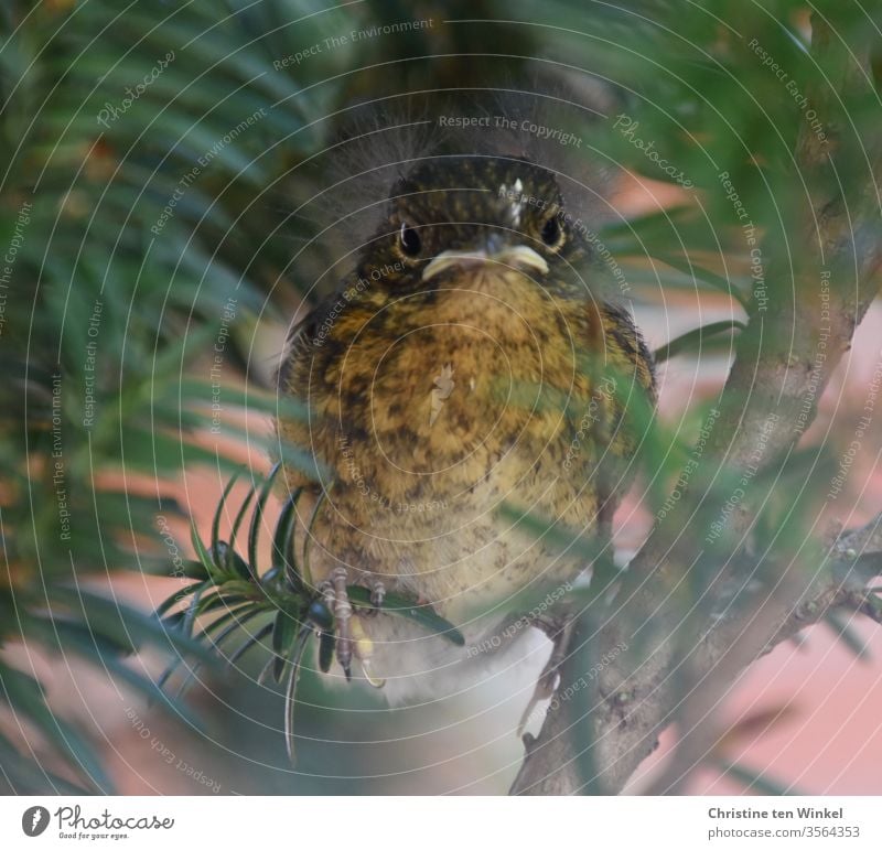 Junges Rotkehlchen / Erithacus rubecula sitzt in einer Eibe und schaut in die Kamera Tierjunges Blick in die Kamera Tierporträt sitzen niedlich klein
