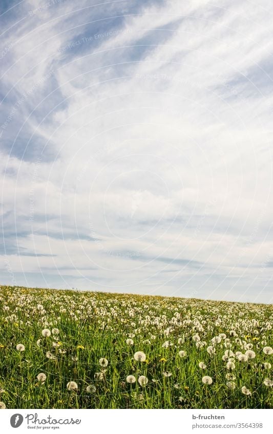 Pusteblumenfeld Löwenzahn wiese Feld Weide Frühling Wolken Himmel Natur Pflanze Blume Farbfoto Außenaufnahme Sommer grün Gras Samen Umwelt Menschenleer