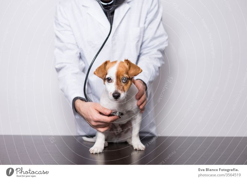 junger Tierarzt, der einen niedlichen kleinen Hund mit dem Stethoskop untersucht, isoliert auf weißem Hintergrund. Innenräume Medizin Besitzer männlich Klinik