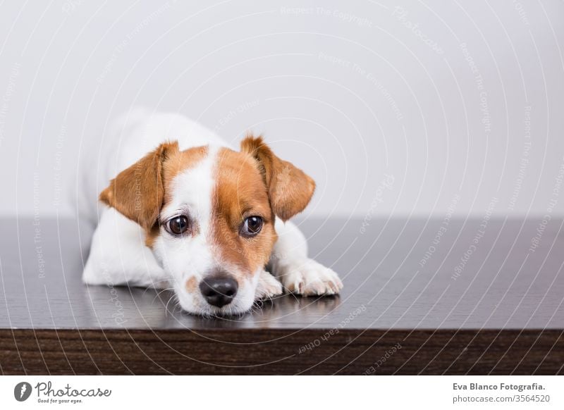 Porträt eines niedlichen kleinen Hundes, der auf einem Holztisch liegt und sich ausruht. Haustiere im Haus Nase Windstille weißer Hintergrund gutaussehend Blick