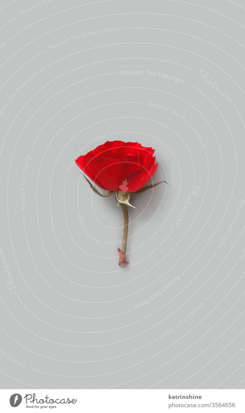 Rote Rosenblume auf grauem Hintergrund Blume romantisch rot Roséwein hell sehr wenige Draufsicht Textfreiraum Konzept kreativ Tag Dekor Dekoration & Verzierung