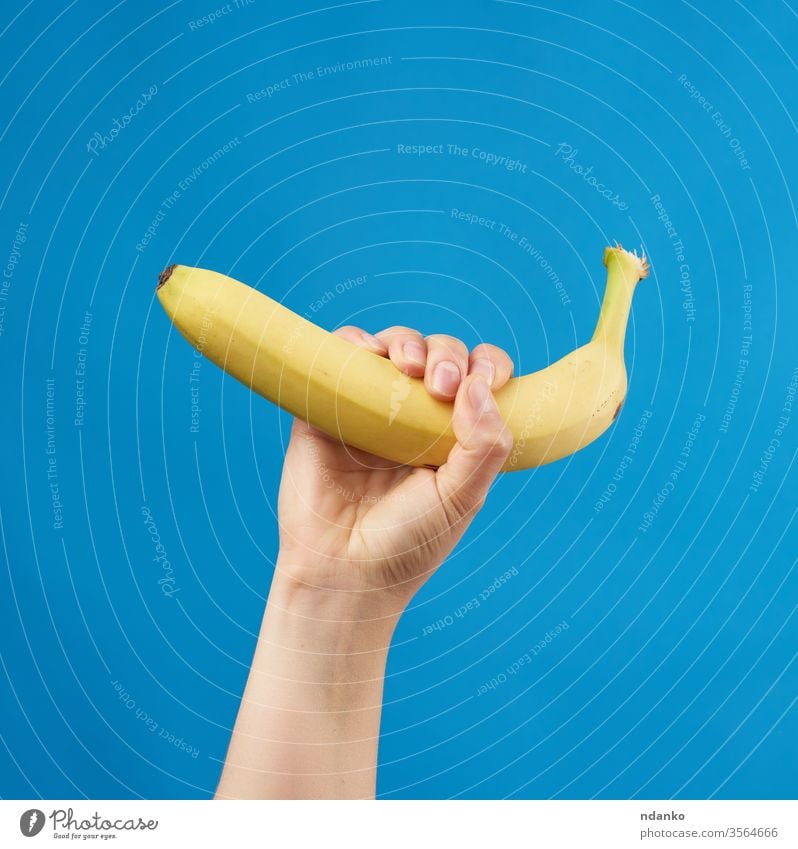 Frauenhand hält eine gelbe reife Banane auf blauem Hintergrund Körper Frühstück Kaukasier organisch appetitlich Arme Nahaufnahme Farbe nach oben Diät essen