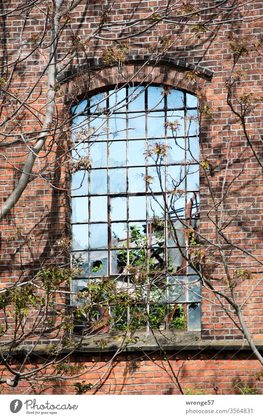Industriecharme | Fenster mit Durchblick Industriebau alt kaputt Einblick Verfall Leerstand Himmel himmelwärts Äste und Zweige Ruine Fensterrahmen