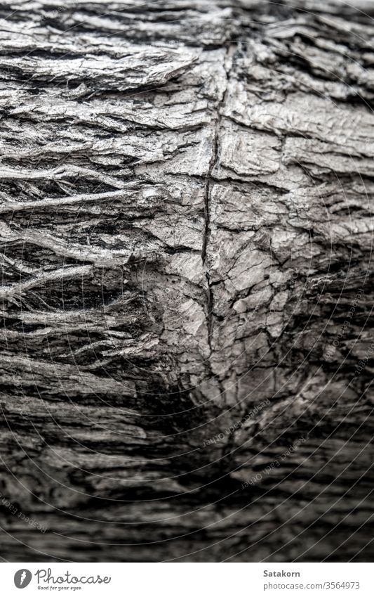 Oberflächentextur und Gräben auf der Rinde des Baumstammes Bolus Kofferraum Textur Riss Detailaufnahme Hintergrund Ökologie botanisch Wald Leben Natur gealtert