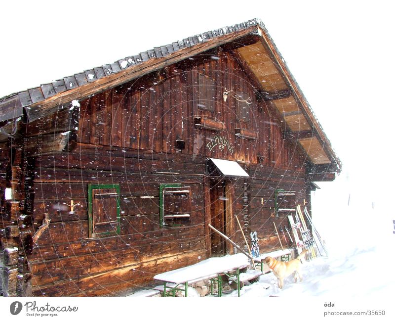 verschneite Elmau Alm Winter Schnee Fenster Hund abgelegen Einsamkeit Architektur Hütte