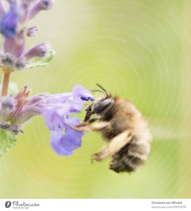 Bienchen an einer violetten Blüte der Katzenminze Biene Insekt Natur Makroaufnahme Nahaufnahme Blume Pollen Tier Nepeta Pflanze Staude Garten Farbfoto Wildtier