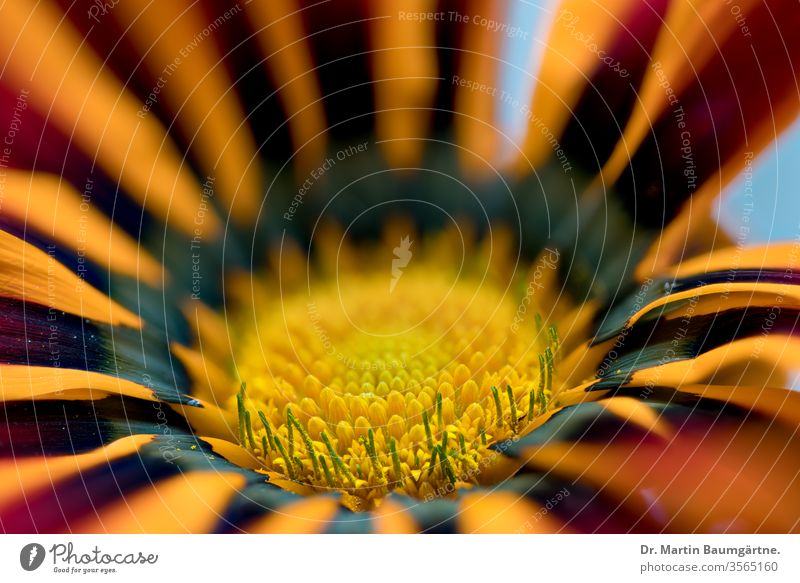 Gazania-Blumenkopf aus Südafrika, wahrscheinlich Gazania rigens Gazanie Kulturvarietät gänseblümchenartig Verbundwerkstoff Blütenkopf gelb orange Dürre-tolerant