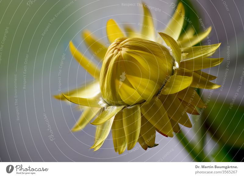 Gelbe Sorte der australischen Xerochrysum bracteatum, Bracteantha bracteata, Strohblume, Papiergänseblümchen, Nahaufnahme eines Blütenkopfes Blume immerwährend