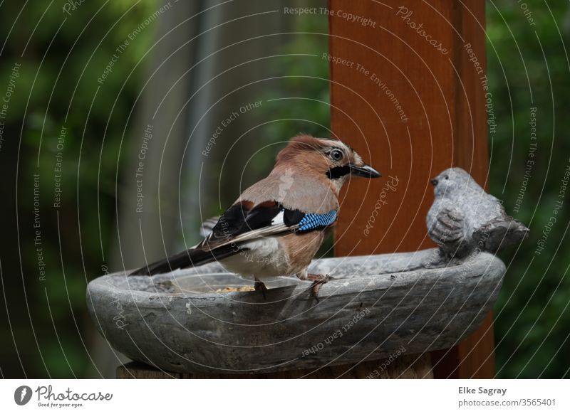 Eichelhäher . Jungvogel Vogel Außenaufnahme Menschenleer Tag Flügel Natur Tierporträt Nahaufnahme