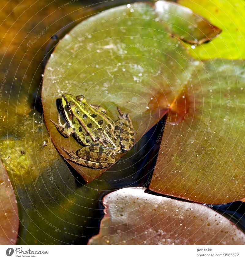 storchperspektive Frosch Seerose Seerosenblatt Teich Wasser sitzen Sonnenschein Garten Natur Lebewesen Detailaufnahme Grün Storchperspektive