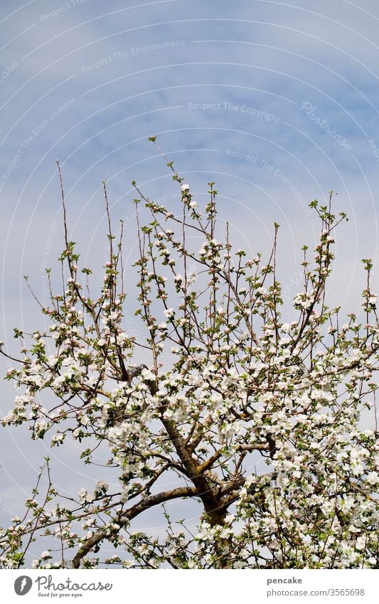 blütezeit Apfelbaum bluete Frühling Neubeginn Blütezeit obstbaum blauer Himmel Detailaufnahme leben blühen Garten wachsen äste