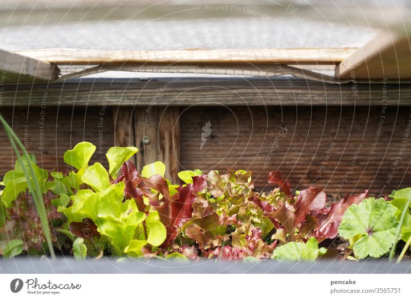 daheim Salatpflanzen Garten Hochbeet Schutzhaube holz Grün Selbstversorger Pflanzen wachsen Wachstum Gartenarbeit Freizeit & Hobby grün Natur frisch natürlich