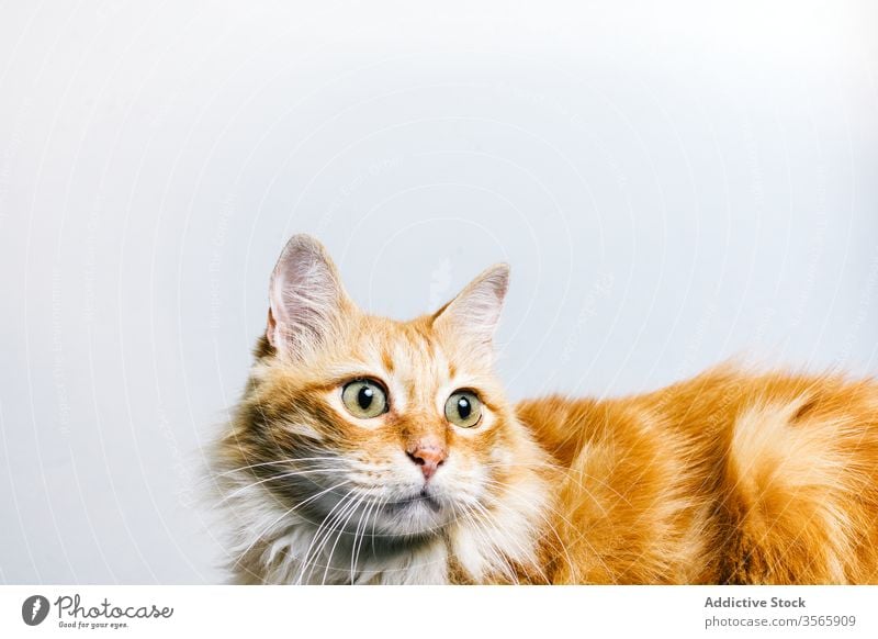 Lustige aufmerksame Katze auf weißem Hintergrund Ingwer erschrecken lustig Tabby Haustier heimisch Tier züchten katzenhaft neugierig Fell Fussel Aufmerksamkeit