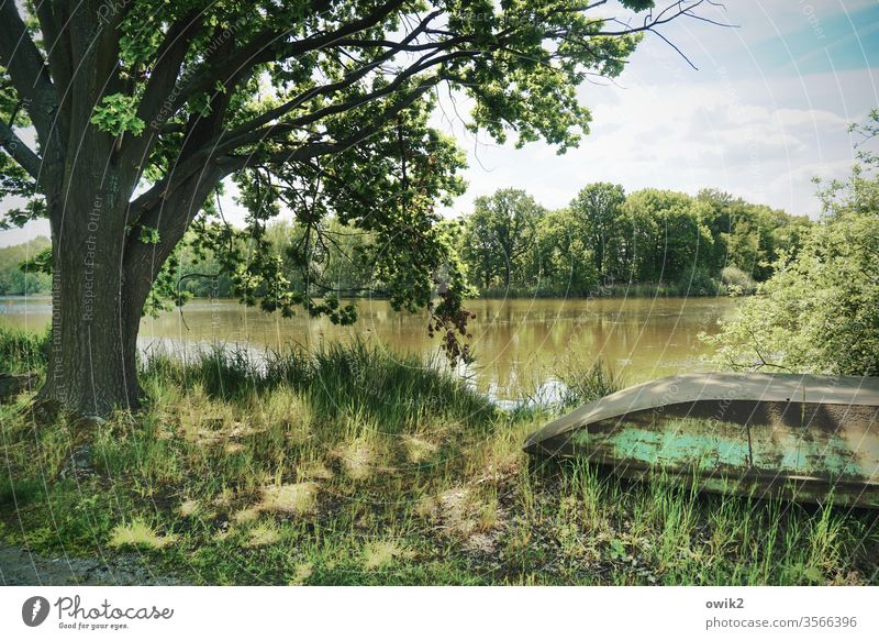 Blechbüchse Landschaft See Seeufer Baum Boot Ruhe Idylle Sonnenlicht Schönes Wetter
