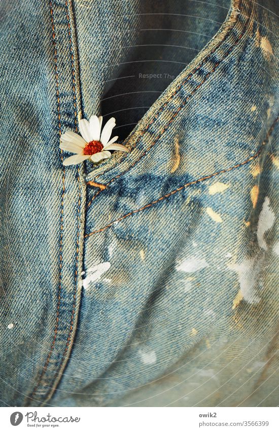 Mitbringsel Blume Blüte Versteck lugen neugierig klein Hose Hosentasche Jeans arbeitshose dreckig farbflecken abgenutzt schäbig Naht ausgewaschen Jeanshose blau