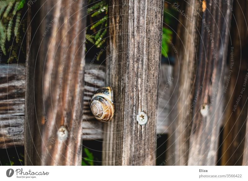 Eine Schnecke in ihrem Schneckenhaus an einem Holzzaun Zaun draußen Natur rund versteckt Nahaufnahme Spirale braun verstecken Haus Sicherheit Schutz Tier