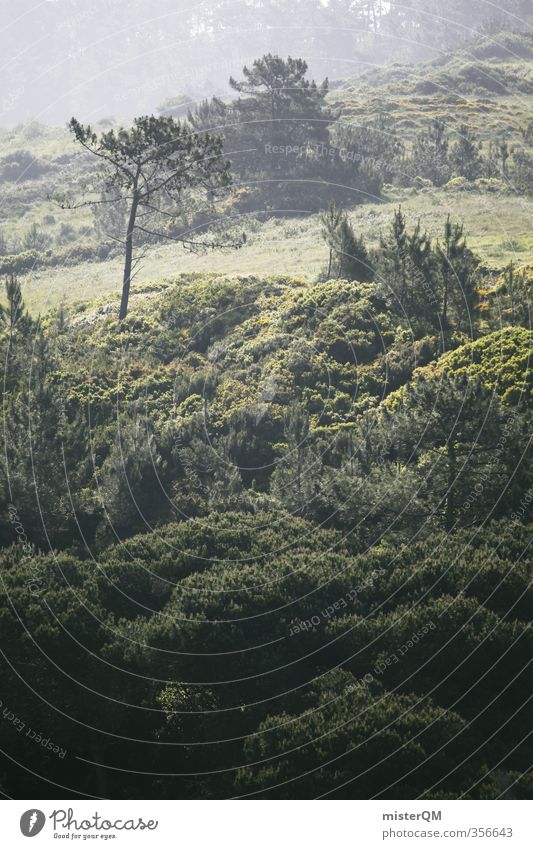 Dschungel. Umwelt Natur Landschaft Pflanze Erde ästhetisch Urwald Wald grün Portugal Berge u. Gebirge bewachsen Farbfoto Gedeckte Farben Außenaufnahme