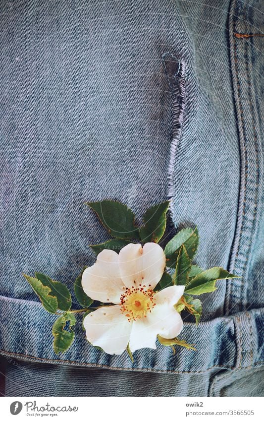 Übereinkunft Blume Blüte Heckenrose Rosenblüte Blütenkranz Blütenblätter Blätter Hose Jeans alt ausgewaschen arrangiert Stilleben Textfreiraum oben