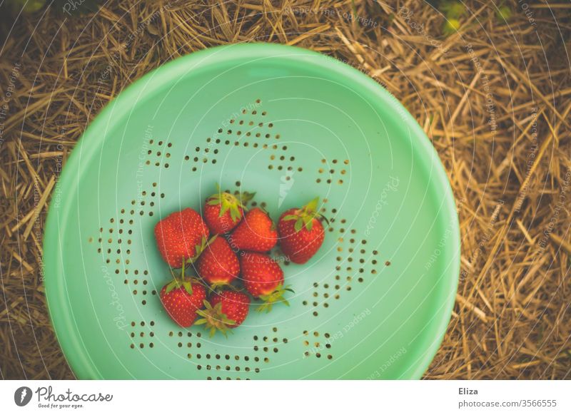 Erdbeeren in einem türkisen Sieb sammeln Feld lecker ernten pflücken Erdbeerfeld Frucht rot Ernte frisch Natur reif Lebensmittel Vitamin fruchtig