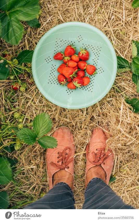 Eine Person steht im Erdbeerfeld vor einer Schüssel mit frischen selbst gepflückten Erdbeeren Erdbeerzeit Ernte regional Pflücken sammeln rot lecker lokal Obst