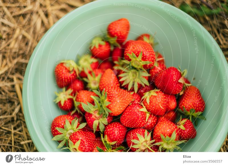 Eine Schüssel mit vielen selbst gepflückten reifen Erdbeeren auf dem Erdbeerfeld selberpflücken selber pflücken Feld lokal Regional lecker fruchtig Obst Frucht