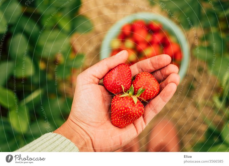 Eine Person hält selbst gepflückten Erdbeeren auf dem Erdbeerfeld in der Hand reif selberpflücken selber pflücken Feld lokal Regional lecker viele fruchtig Obst
