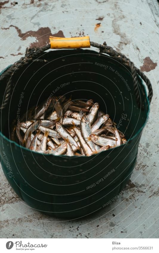 Ein Eimer voller gefangener silberner Fische Fischfang Futter viele tot Fischen Angeln Fang Fischereiwirtschaft Ernährung Lebensmittel