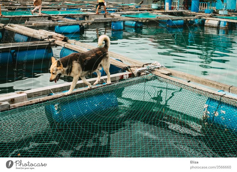 Ein Hund der auf den Holzplanken in einem Schwimmenden Dorf in der Halong Bucht in Vietnam entlang läuft schwimmendes Dorf Halong Bay Fischerei Netz Fischernetz